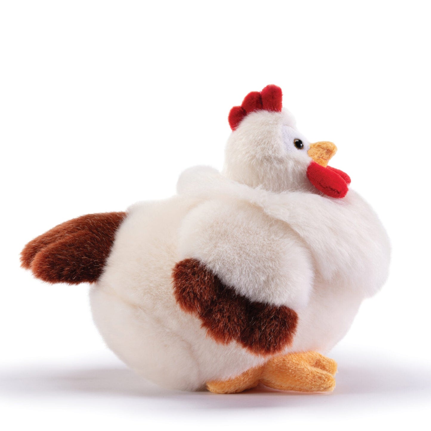 Gallina Daisy S