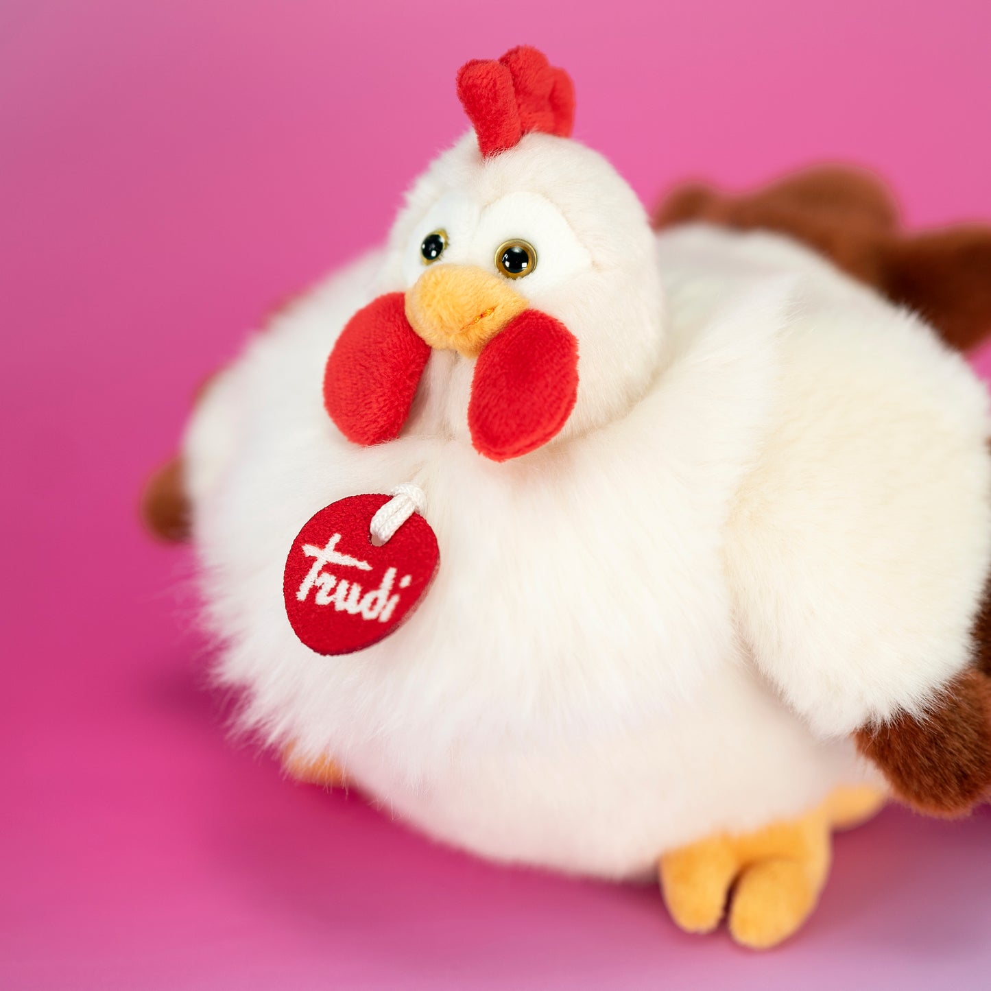Gallina Daisy S