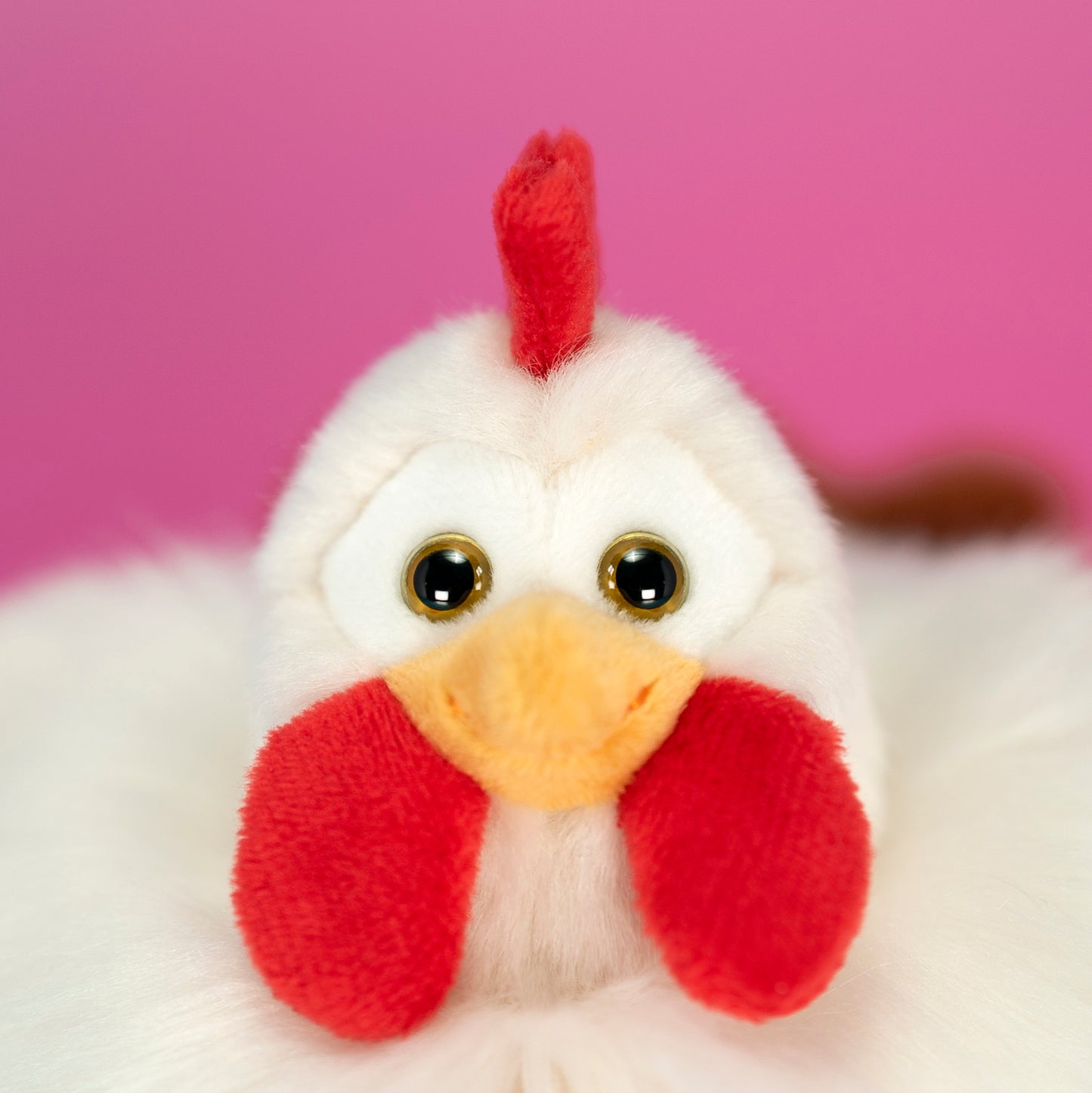 Gallina Daisy S