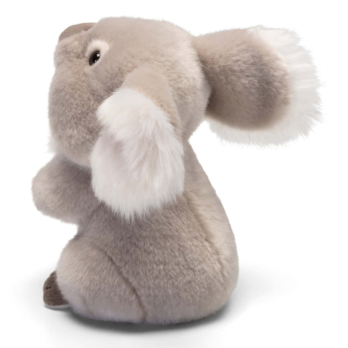 Koala Jamin S