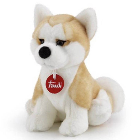 Akita Ascanio S