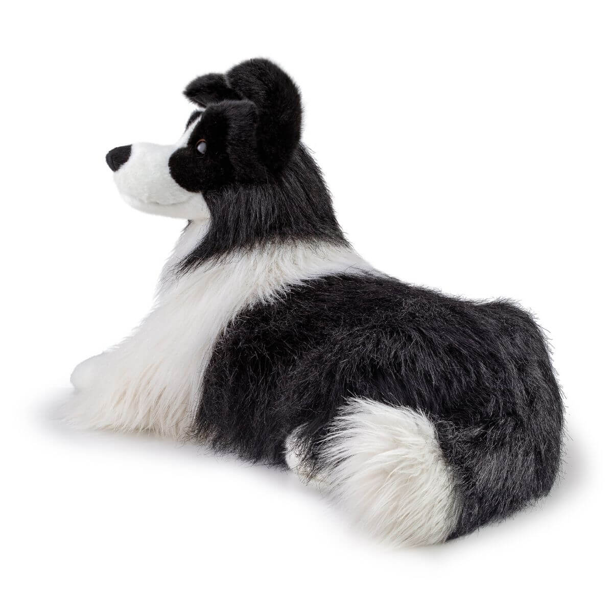 Border Collie Scott XL