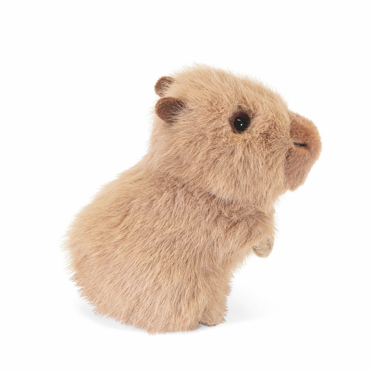 Trudino Capibara