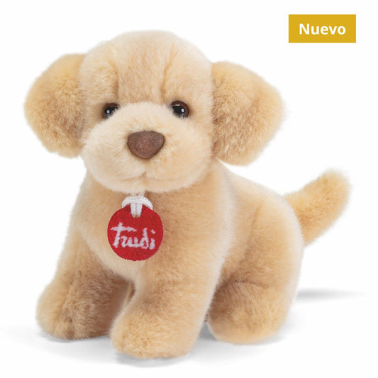 Trudino Labrador